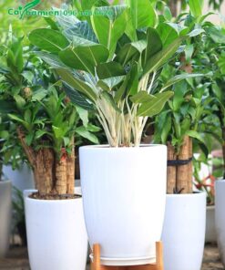 Cây trang trí văn phòng, trồng trong chậu sứ tròn