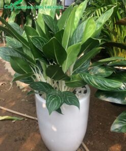 Cây Bạch Mã Hoàng Tủ trồng trong chậu sứ cao