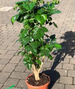 Cây bonsai lâu lắm, thân gỗ đẹp