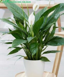 Lan Ý cảnh trồng trong chậu sứ