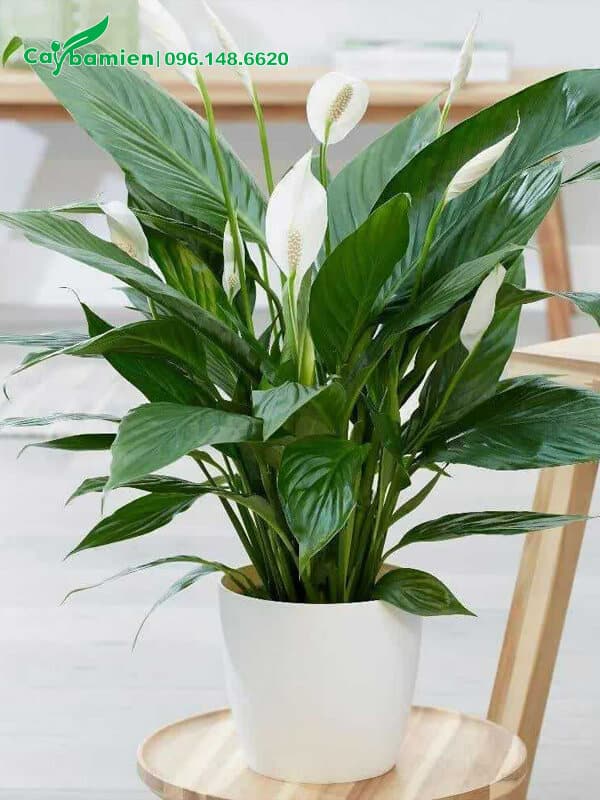 Lan Ý cảnh trồng trong chậu sứ