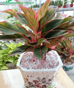 Trồng cây Phú Quý trong chậu sứ cảnh để trang trí