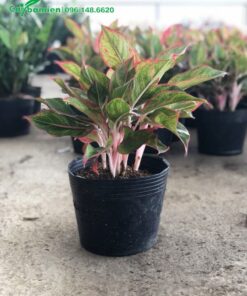 Chậu cây Phú Quý cao 35cm, tán gọn