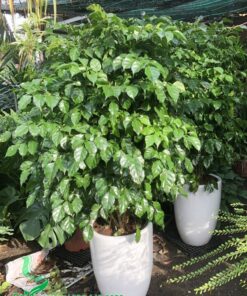 Chậu cây cảnh cao 1,5cm thích hợp trang trí đại sảnh