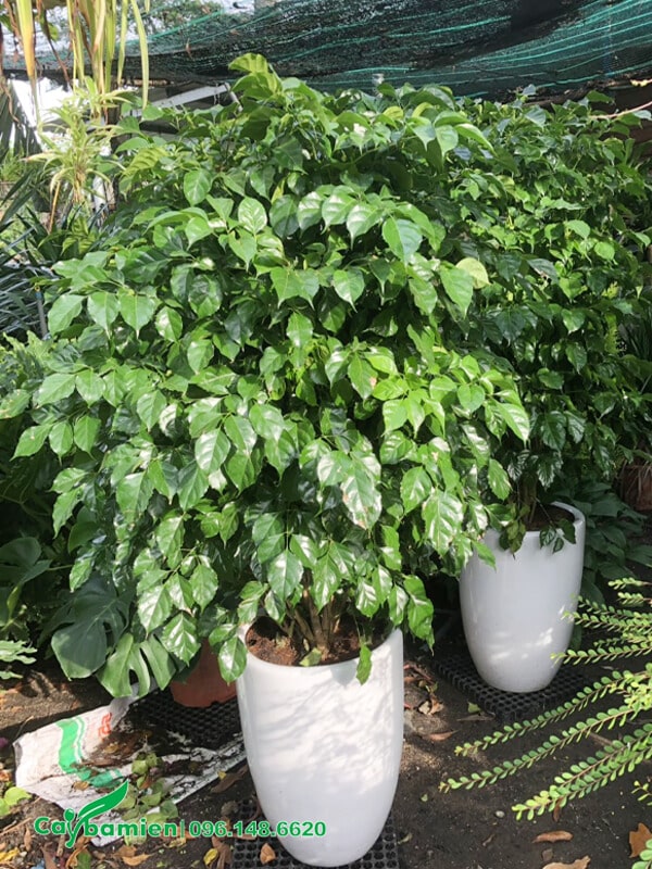 Chậu cây cảnh cao 1,5cm thích hợp trang trí đại sảnh