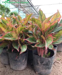 Cây Giống chất lượng, vẫn còn nguyên bầu