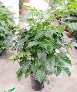 cây giống Hạnh Phúc nhân giống bằng chiết cành