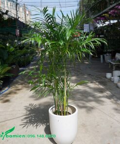 Chậu cây cau trồng trong chậu sứ trắng đẹp