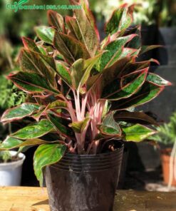 Cây Hồng Phú Quý đẹp