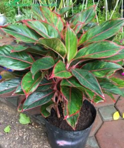 Phú Quý lá viền đỏ đẹp