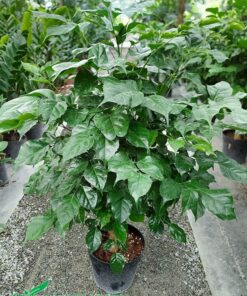 Cây giống hơn 1 năm, dáng cao 80cm