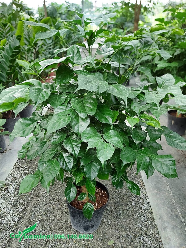 Cây giống hơn 1 năm, dáng cao 80cm