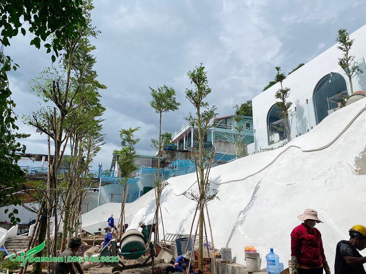 Trồng những hàng cây bàng Đài Loan trong khuôn viên quán cafe