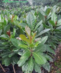 Cây giống bàng trái vuông chất lượng, không sâu bệnh