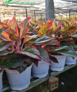 Cây Phú Quý trồng trong chậu nhựa trắng đẹp