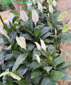 Lan Ý trồng tại vườn ươm