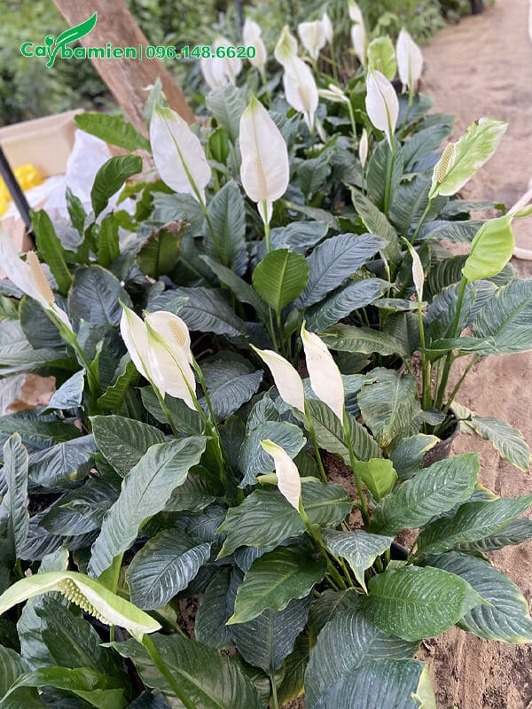 Lan Ý trồng tại vườn ươm