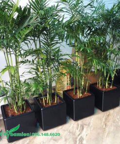 Những bụi cau Hawai trồng trong chậu vuông