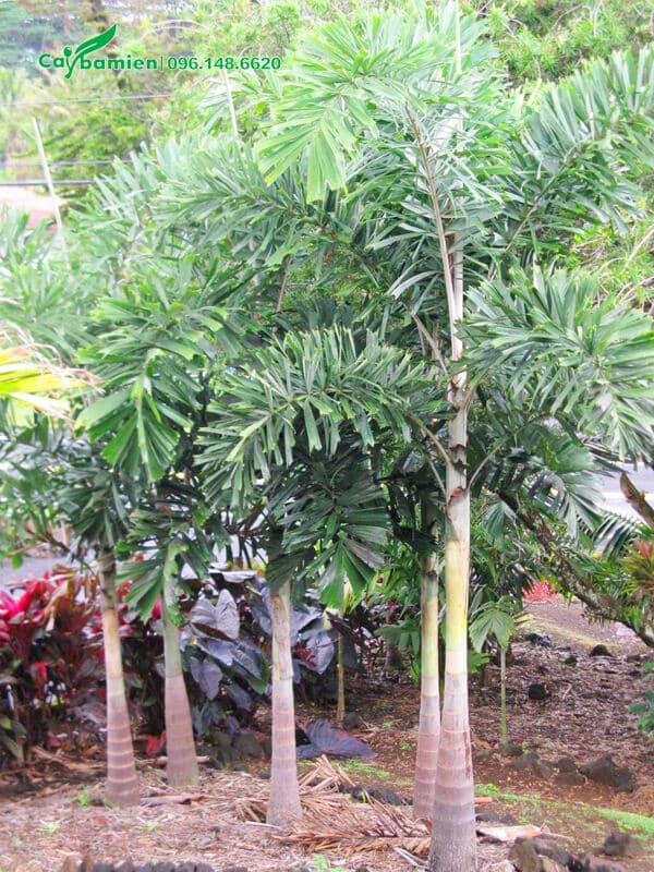 Cây Cau Đuôi Chồn mới lớn, chiều cao 2m