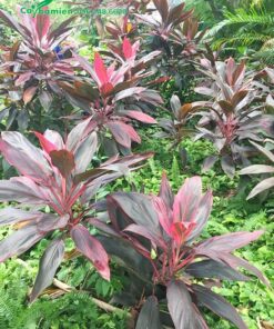 Hình ảnh cây Huyết Dụ tại nhà vườn, cây đã trồng sẵn trong túi bầu