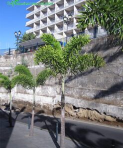 Cau đuôi chồn công trình