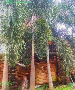 Hàng cau lâu năm, chiều cao 6 - 7m