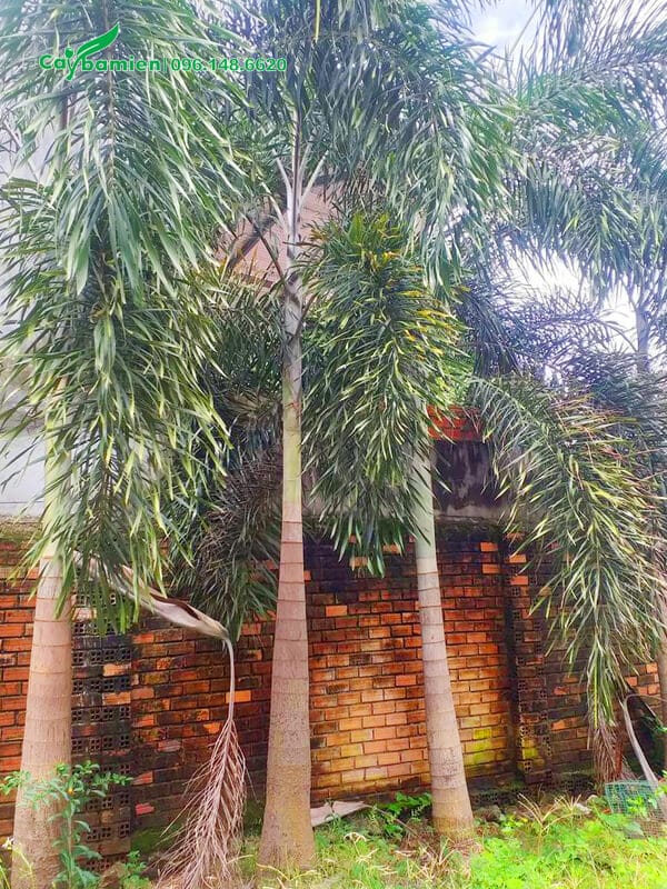 Hàng cau lâu năm, chiều cao 6 - 7m