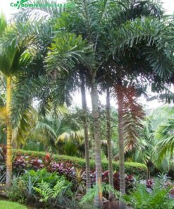 Cau đuôi chồn trồng trước nhà bắt đầu ra hoa