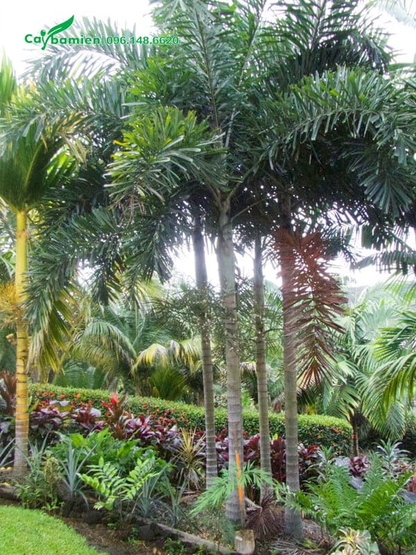 Cau đuôi chồn trồng trước nhà bắt đầu ra hoa