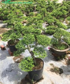 Vườn cây giống, cao từ 60 - 80cm