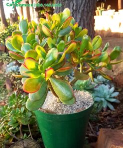 Chậu Ngọc Bích đặc dưới tán của các cây công trình lớn ngoài sân vườn