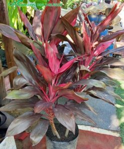 Cây hoa Huyết Dụ trưởng thành