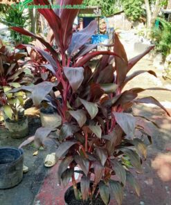 Mua cây Huyết Dụ cảnh cao 1,5m