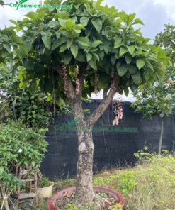 Lộc Mưng trắng ra hoa