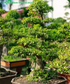 Cây cảnh Mai Chiết Thủy dáng tháp đẹp