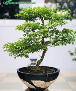 Uốn cây hoa Mai Chiếu Thủy đẹp