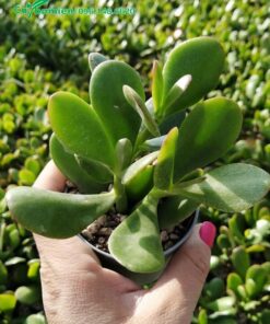 Cây con chất lượng được ươm theo kỹ thuật chuẩn