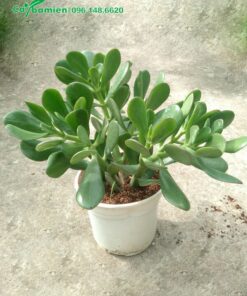 Chọn mua cây Ngọc Bích tại vườn