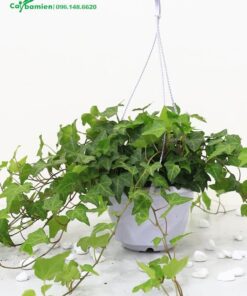 Mua cây Thường Xuân trồng trong chậu treo