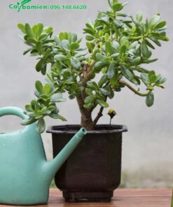 Cây Ngọc Bích cảnh trồng chậu