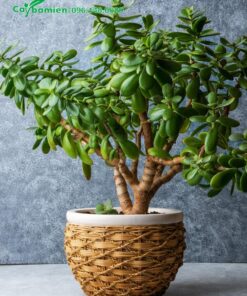 Ngọc Bích trồng trong chậu mây đan đặc biệt