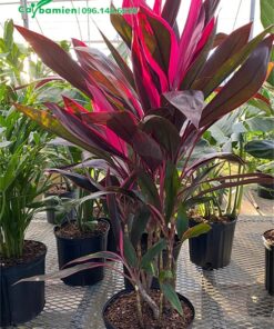 Chậu cây hoa Huyết Dụ Đỏ