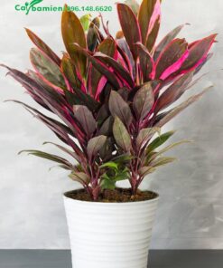 Chậu cây Huyết Dụ làm cảnh đẹp