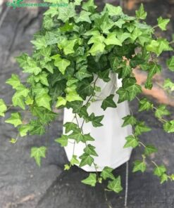 Cây trồng trong bình sứ trắng đẹp để trang trí nội thất