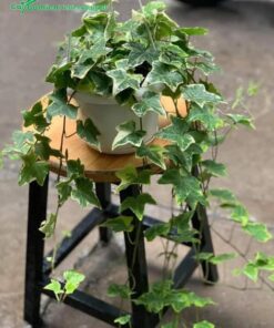 Chậu cây dây leo Thường Xuân trang trí phòng khách