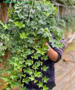 Cây Thường Xuân dài gần 2m