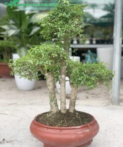 Chậu Mai Chiếu Thủy trang trí trong nhà