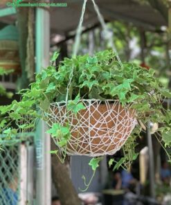 Thường Xuân trồng trong giỏ treo đẹp