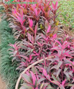 Luống cây Huyết Dụ trồng công trình