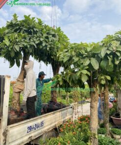 Bán hàng chục chậu Lộc Vừng trắng cho khách